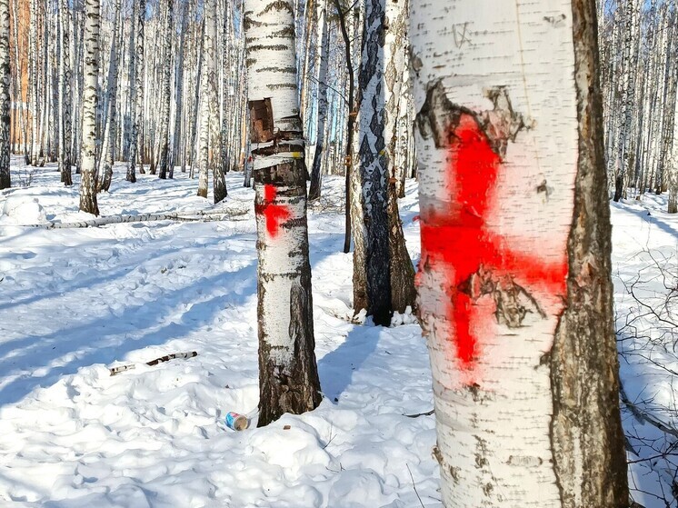 На территории березовой рощи в Екатеринбурге в выходные было спокойно