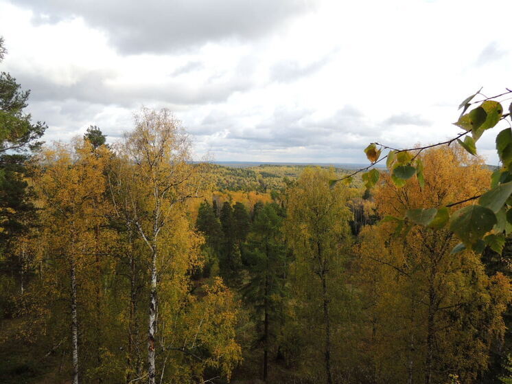 Бывшего свердловского лесничего обвиняют во взятках на 560 тысяч рублей