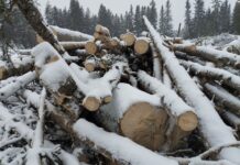 В Академическом районе Екатеринбурга стартовала работа по сохранению березовой рощи d30557ed-9f63-4913-a7d4-ae61369b7966-67fe2f93