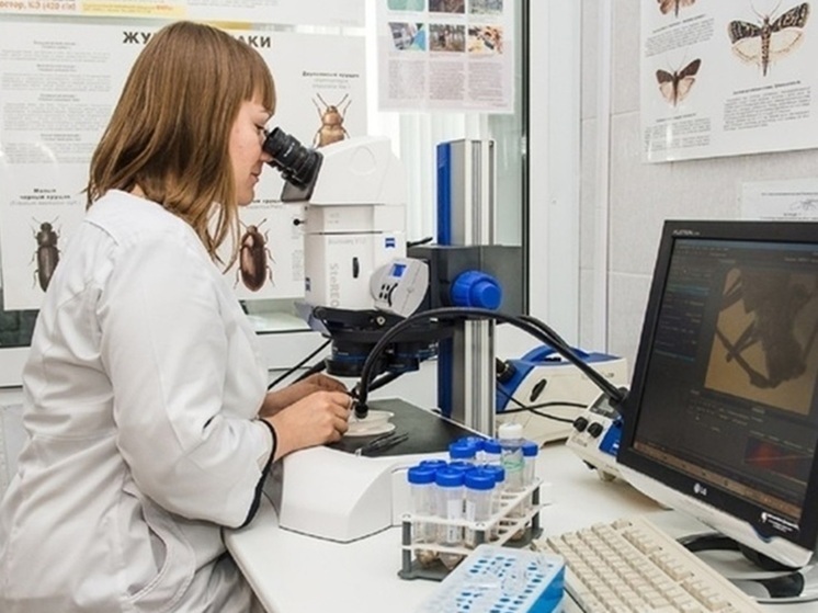 В Екатеринбурге в партии импортных гвоздик нашли опасных насекомых