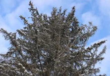 Ясная погода с морозными ночами и солнечными днями ожидает жителей Свердловской области yasnaya pogoda s moroznymi nochami i solnechnymi dnyami ozhidaet zhitelej sverdlovskoj oblasti-ekaterinburgu-ru-174003783300-0