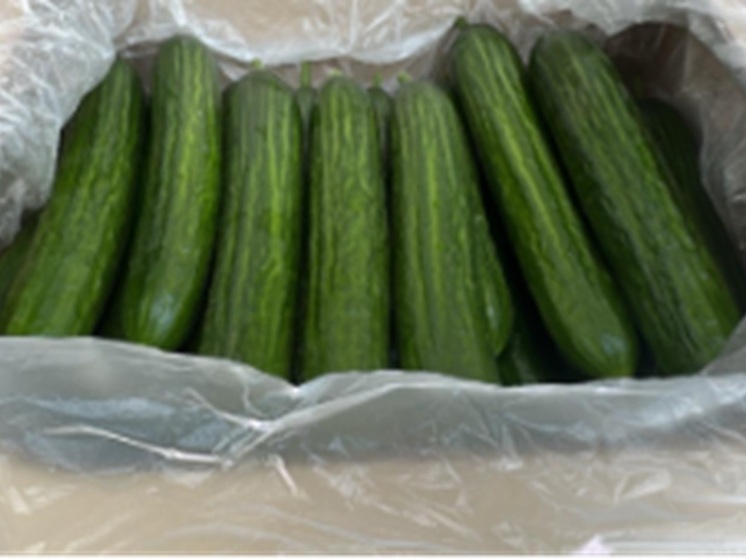 390 тонн свежих огурцов ввезли на Средний Урал из Казахстана