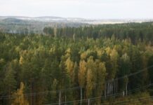 Нижний Тагил усиливает пожарную безопасность с обновлением минерализованных полос nizhnij tagil usilivaet pozharnuyu bezopasnost s obnovleniem mineralizovannyh polos-ekaterinburgu-ru-174323904500-0