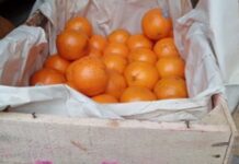 Россельхознадзор пресек ввоз 54 тонн яблок и мандаринов через границу Курганской области rosselhoznadzor presek vvoz 54 tonn yablok i mandarinov cherez graniczu kurganskoj oblasti-ekaterinburgu-ru-174230409300-0