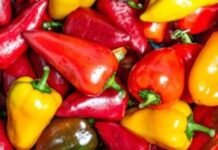 Россельхознадзор в Екатеринбурге предотвратил заражение перцев из Китая rosselhoznadzor v ekaterinburge predotvratil zarazhenie perczev iz kitaya-ekaterinburgu-ru-174343155600-0