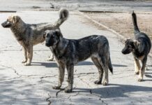 Амир Хамитов предлагает усилить защиту пострадавших от нападения собак в Сочи amir hamitov predlagaet usilit zashhitu postradavshih ot napadeniya sobak v sochi-ekaterinburgu-ru-174387018700-0