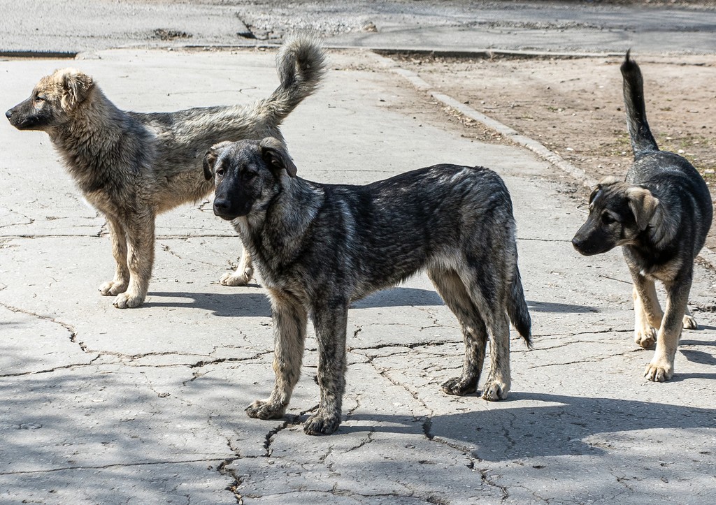 В РФ призвали ввести пожизненные выплаты пострадавшим от нападения собак