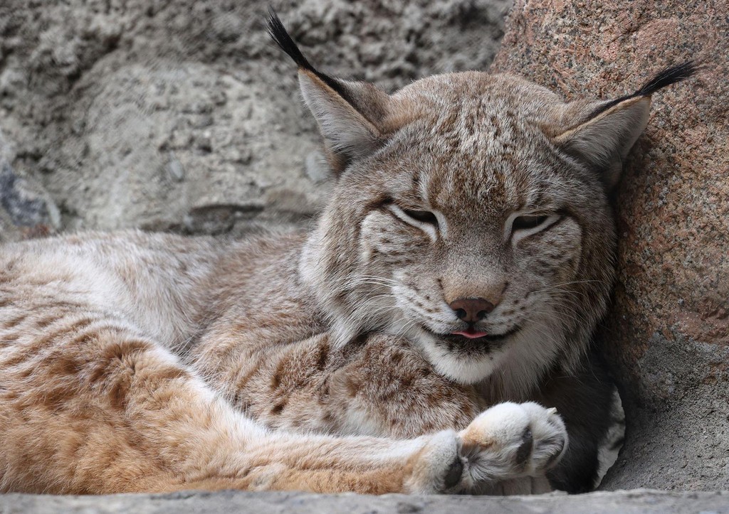 Евразийская рысь