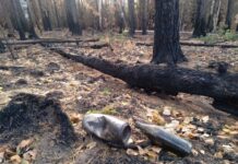 denis pasler obyavil o merah bezopasnosti dlya zhitelej sverdlovskoj oblasti v pozharoopasnyj period-ekaterinburgu-ru-174357018000-0