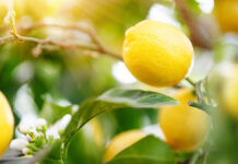 Илья Березнюк из Agro and Food Communications о стабильности поставок лимонов в Россию RipeLemonsOnATreeInRadiantSunshineClose-up