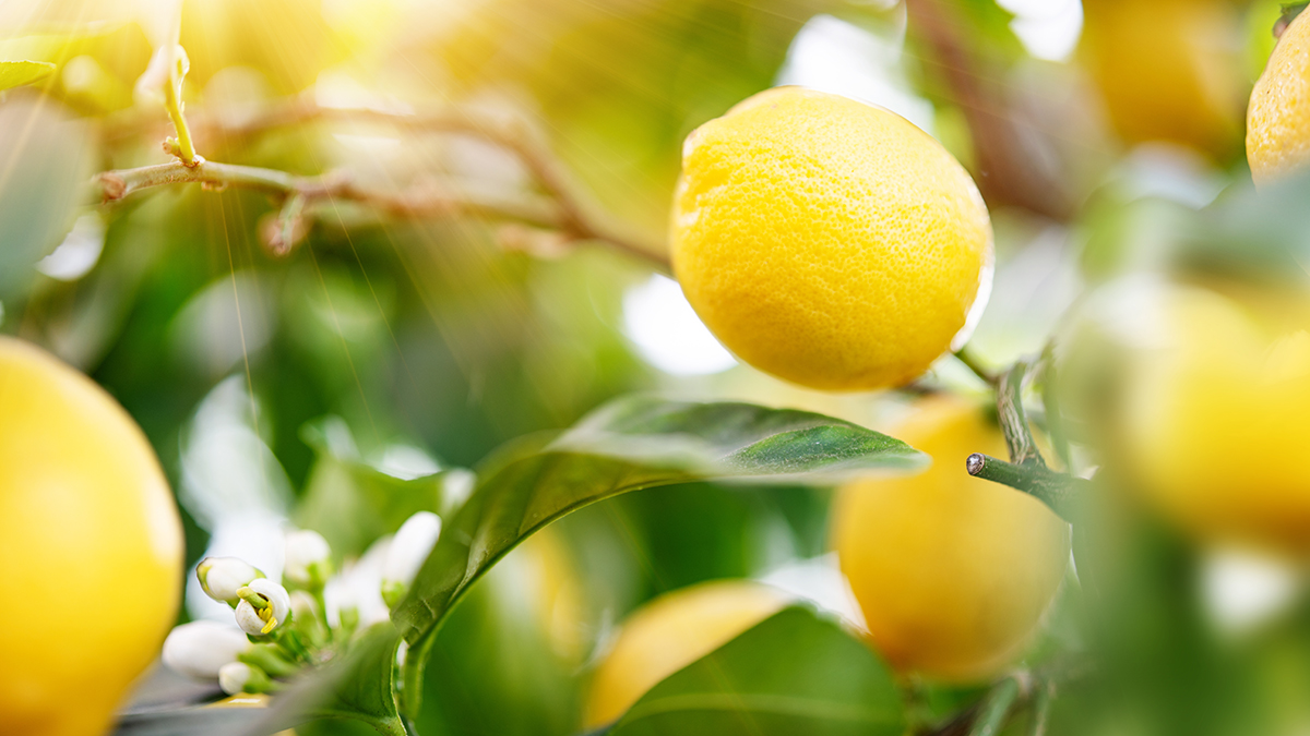 Откуда лимоны поступают в Россию: ограничения Турции, мнение эксперта