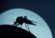 ilya gomyranov i vadim marinskij delyatsya sovetami o kruglogodichnyh komarah-ekaterinburgu-ru-174592848300-0