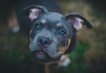 История спасения Малыша - судьба щенка в Брянской области обретает надежду istoriya spaseniya malysha sudba shhenka v bryanskoj oblasti obretaet nadezhdu-ekaterinburgu-ru-174472464300-0