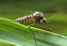 kak aleksandr lukashev sovetuet zashhititsya ot lihoradki zapadnogo nila i dirofilyarioza-ekaterinburgu-ru-174583759800-0