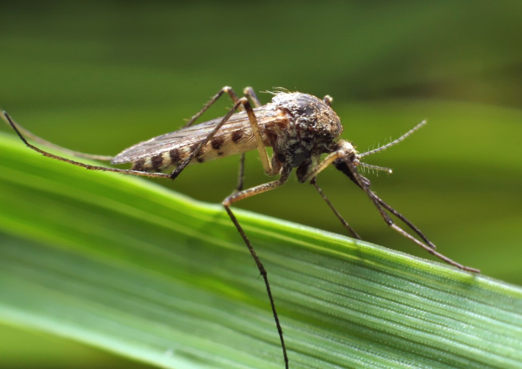 Вирусолог назвал главную опасность нашествия комаров