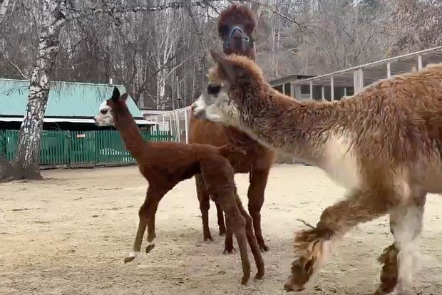 Вводная картинка