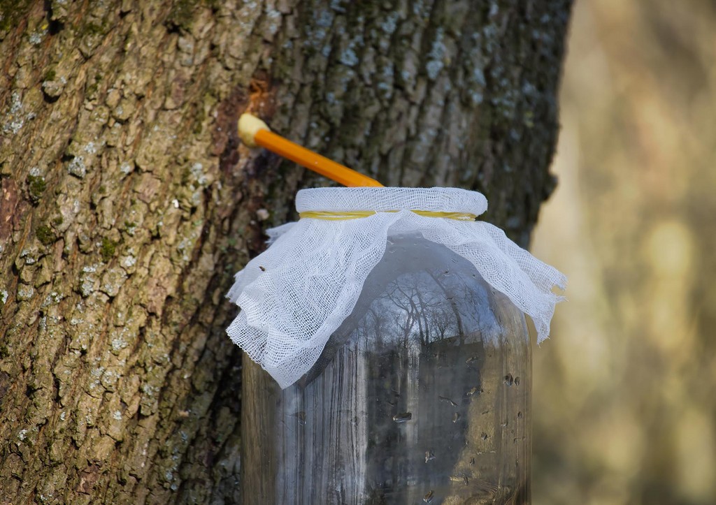 Кленовый сок собирают с постукиваемого клена, используя деревянную шпиль и крытую стеклянную банку в течение ранней весны