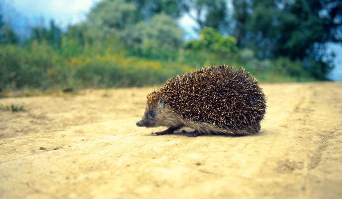 Ежики в зимней спячке: что делать при обнаружении зверька на улице
