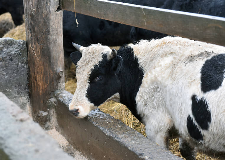 Мираторг и Брянская мясная компания наращивают устойчивость к внешним вызовам-0