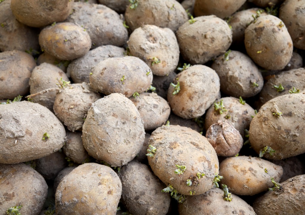 Выбрасываете старую картошку? А зря! Ее ростки ценнее золота!