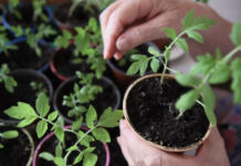 Никита Чаплин и Ольга Воронова о защите рассады от апрельских заморозков nikita chaplin i olga voronova o zashhite rassady ot aprelskih zamorozkov-ekaterinburgu-ru-174369656300-0