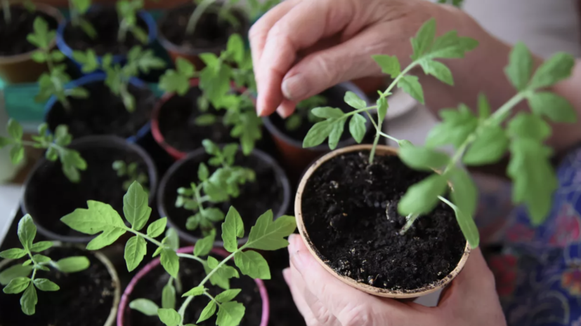 В Союзе дачников рекомендовали укрыть рассаду перед снегом в апреле