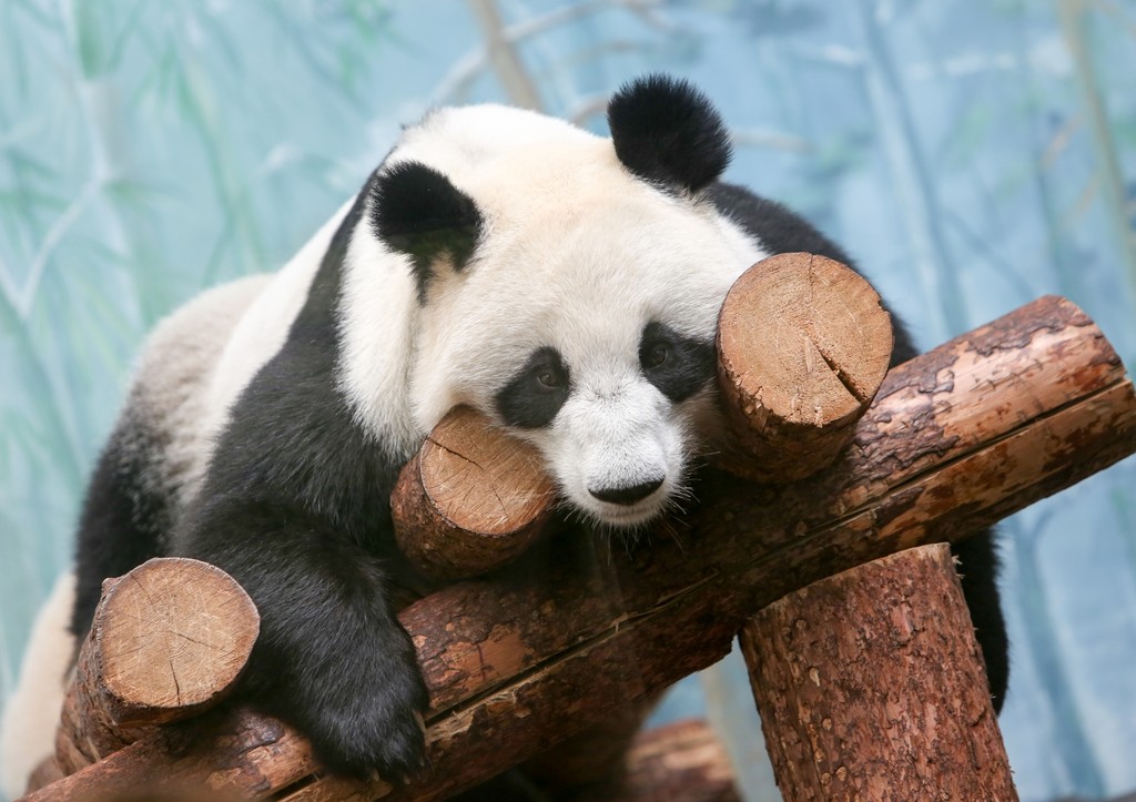 Панда Катюша в зоопарке Москвы: последние новости 11 апреля, фото, видео