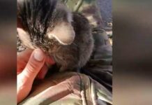 pod gradom dronov vsu boecz vs rf vynes kotenkanevidimku s linii fronta-ekaterinburgu-ru-174357114700-0