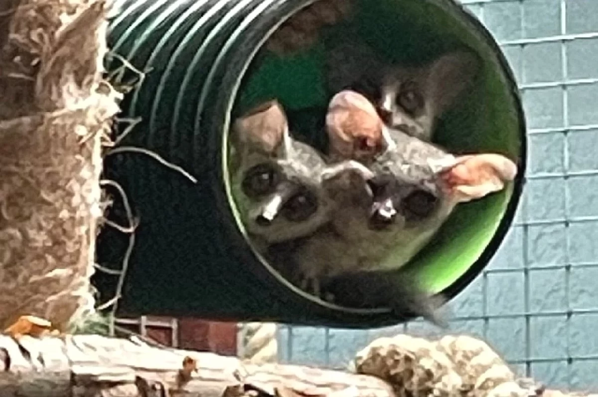 Радостное событие в Екатеринбургском зоопарке: у галаго Нзури и Бонни родились малыши-0