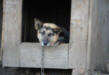 СКР в Кургане контролирует ситуацию после инцидента в Восточном skr v kurgane kontroliruet situacziyu posle inczidenta v vostochnom-ekaterinburgu-ru-174499053000-0