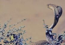 Сотрудник Московского зоопарка Сергей и уникальный случай с аспидной змеей TheIndianCobranajaNajaAlsoKnownCommonlyAsThe