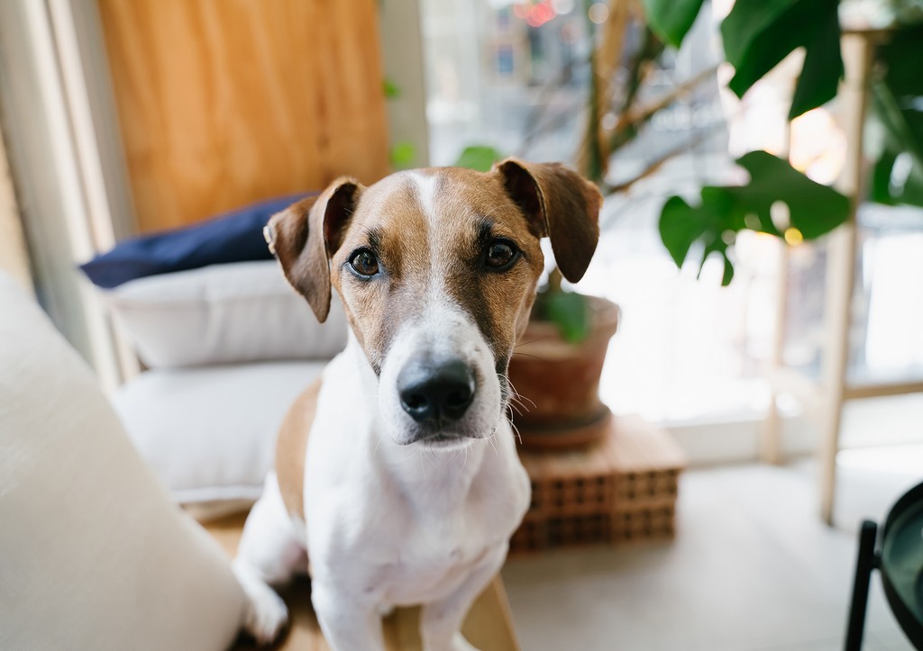 Похитил и изнасиловал: живодер жестоко надругался над собакой в Подмосковье