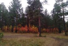 Свердловская область активно борется с клещами и получает свыше 1100 обращений sverdlovskaya oblast aktivno boretsya s kleshhami i poluchaet svyshe 1100 obrashhenij-ekaterinburgu-ru-174533262200-0