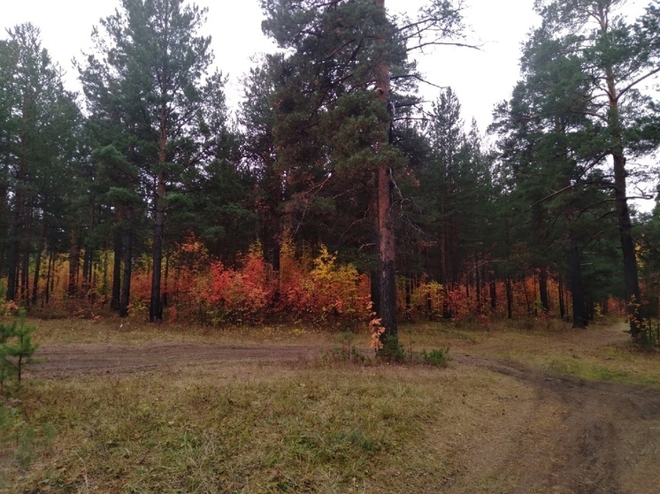 1100 человек пострадали от клещей в Свердловской области