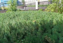 Свердловская область и Екатеринбург начинают Сад Памяти 2024 в честь героев sverdlovskaya oblast i ekaterinburg nachinayut sad pamyati 2024 v chest geroev-ekaterinburgu-ru-174576822500-0