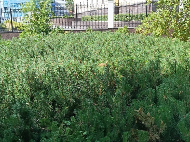 Международная акция «Сад Памяти» проходит в Свердловской области