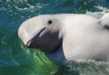 Удивительные открытия Университета Сучжоу о сне китообразных и ластоногих udivitelnye otkrytiya universiteta suchzhou o sne kitoobraznyh i lastonogih-ekaterinburgu-ru-174350201000-0