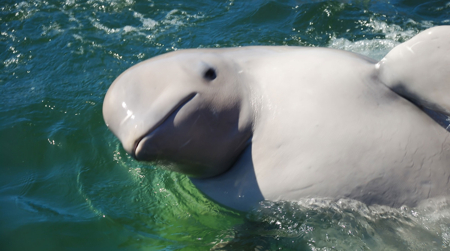 Удивительные открытия Университета Сучжоу о сне китообразных и ластоногих-0