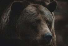 Удивительные встречи с медведями происходят в Ингушетии и на Шпицбергене udivitelnye vstrechi s medvedyami proishodyat v ingushetii i na shpiczbergene-ekaterinburgu-ru-174592460900-0