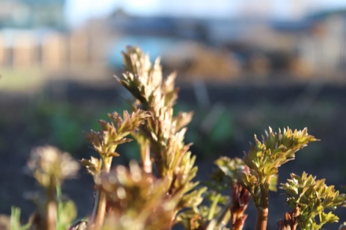 Весеннее солнце принесет в Свердловскую область потепление до +20 градусов-0