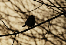 СиницаГМЗ ЦарицыноОрехово-Борисо