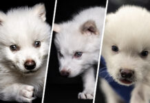 Colossal Biosciences возрождает ужасного волка с помощью генного редактирования и клонирования vozrozhdaet uzhasnogo volka s pomoshhyu gennogo redaktirovaniya i klonirovaniya-ekaterinburgu-ru-174405849500-0