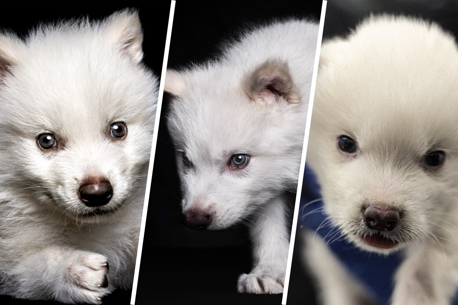 Colossal Biosciences возрождает ужасного волка с помощью генного редактирования и клонирования-0