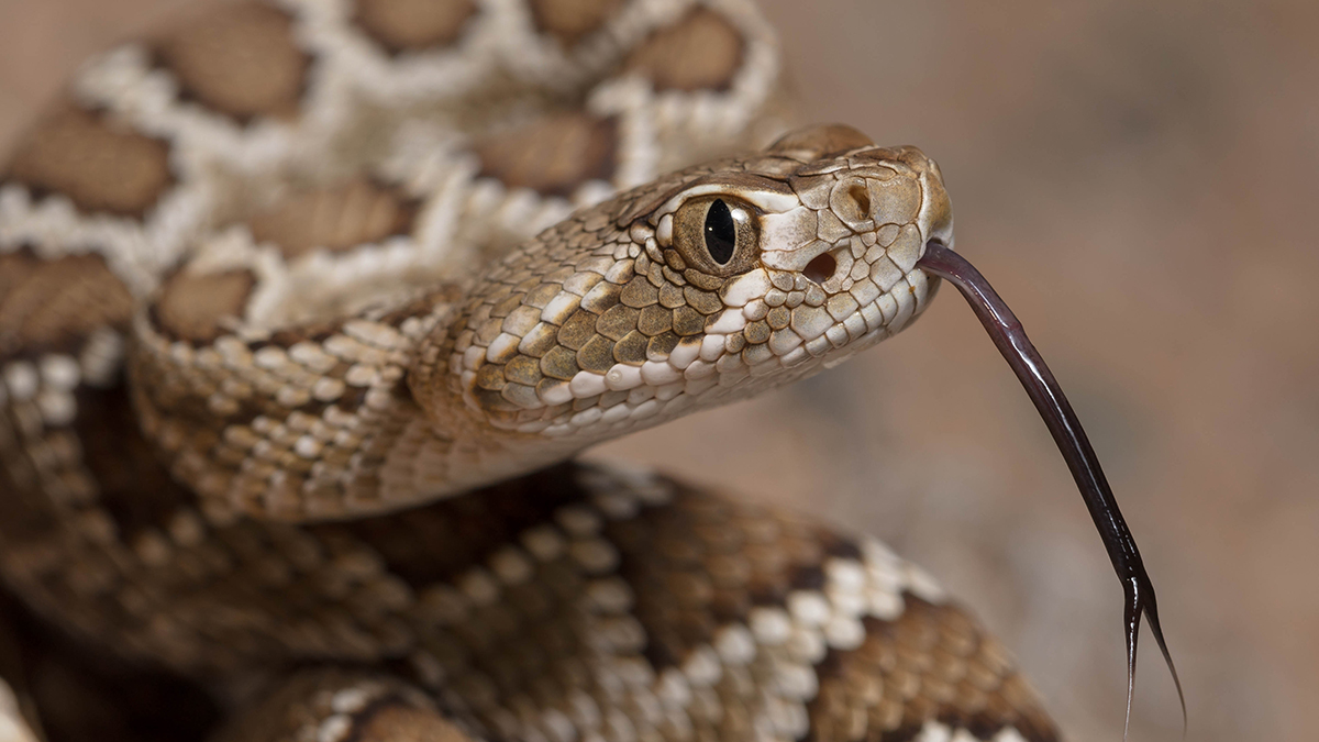 Змея сбежала от хозяина в ЖК «Октябрьское Поле» в Москве - «Осторожно, Москва»