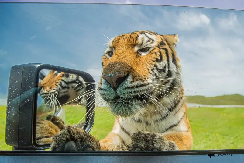 Фото: primamedia.ru