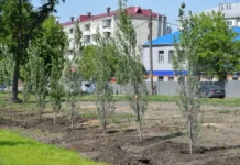 ЦПКиО Кургана украсила аллея тополей, высаженная вдоль реки Битевка czpkio kurgana ukrasila alleya topolej vysazhennaya vdol reki bitevka-ekaterinburgu-ru-174843449700-0