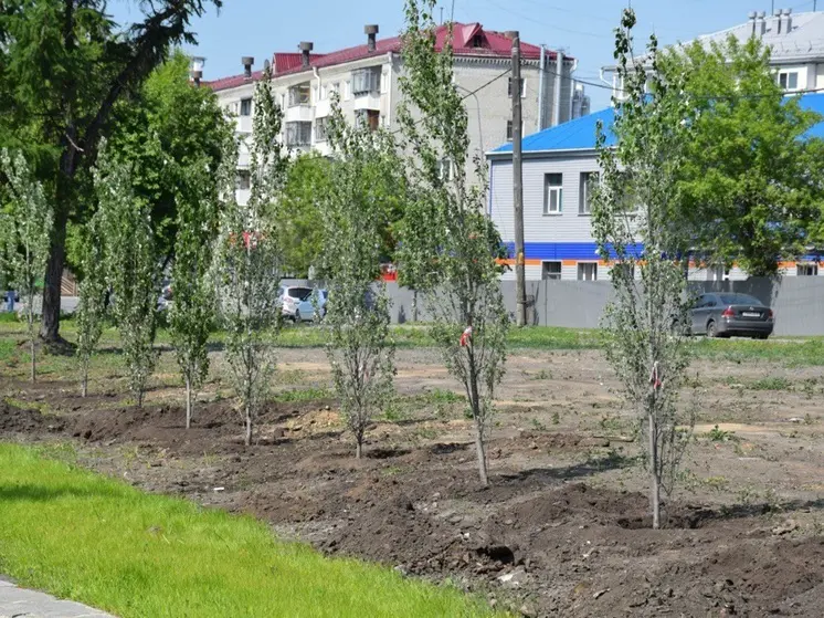 Аллею пирамидальных тополей высадили вдоль реки в Кургане