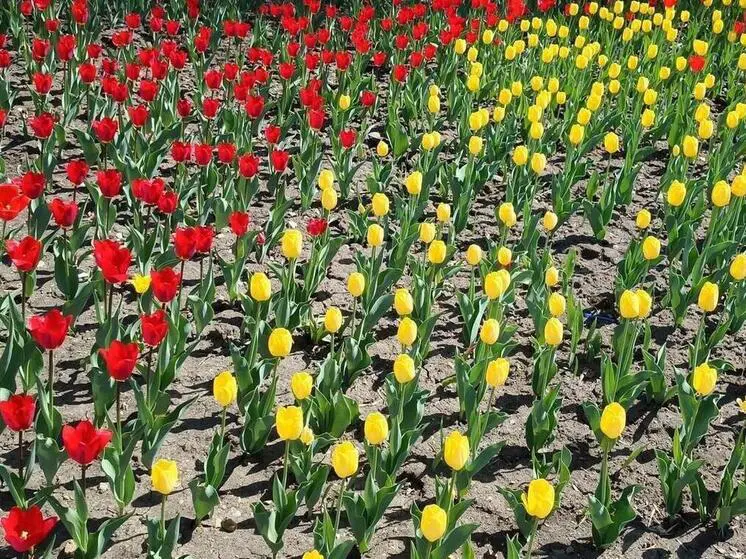 К июню в Екатеринбурге появятся пять гектаров цветников