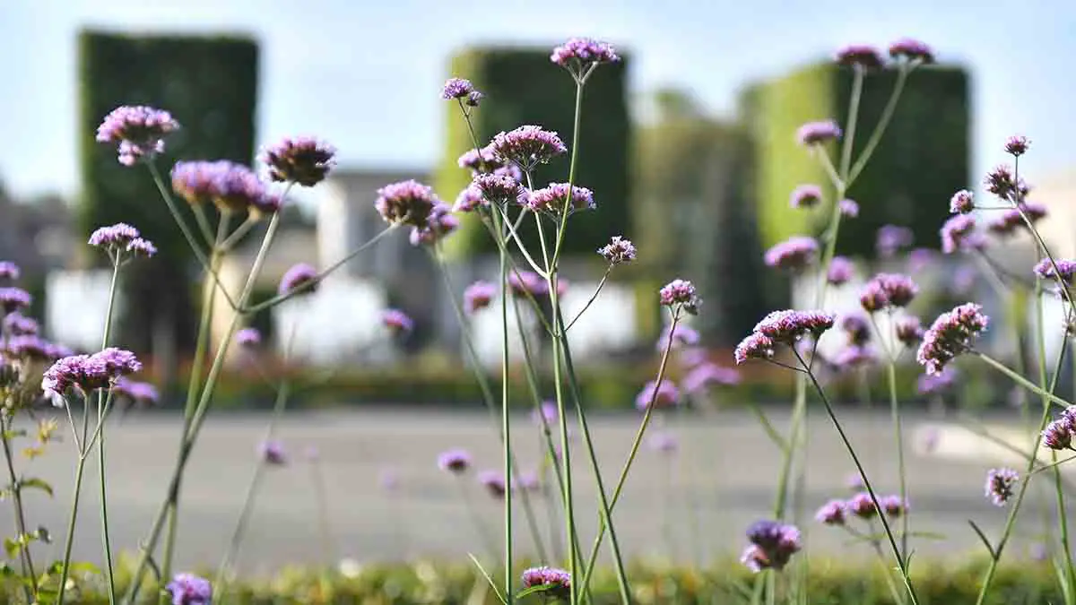 Вильфанд объяснил, почему прогнозы об аномальной жаре летом 2025 года ошибочны