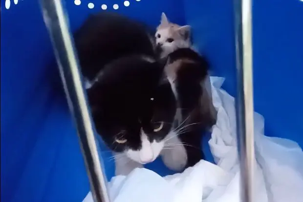 Вводная картинка